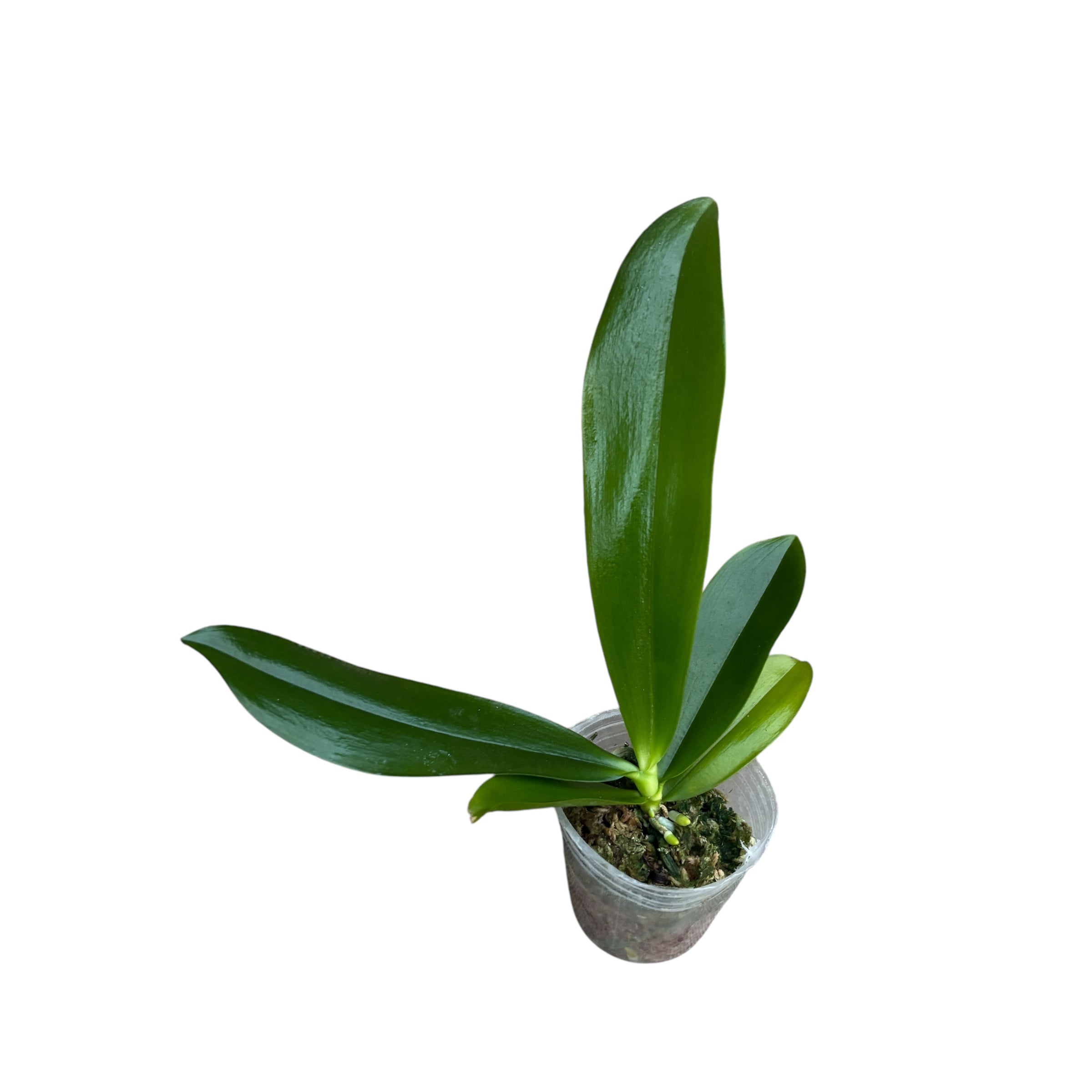 Phalaenopsis tetraspis 'Mr. Huang'