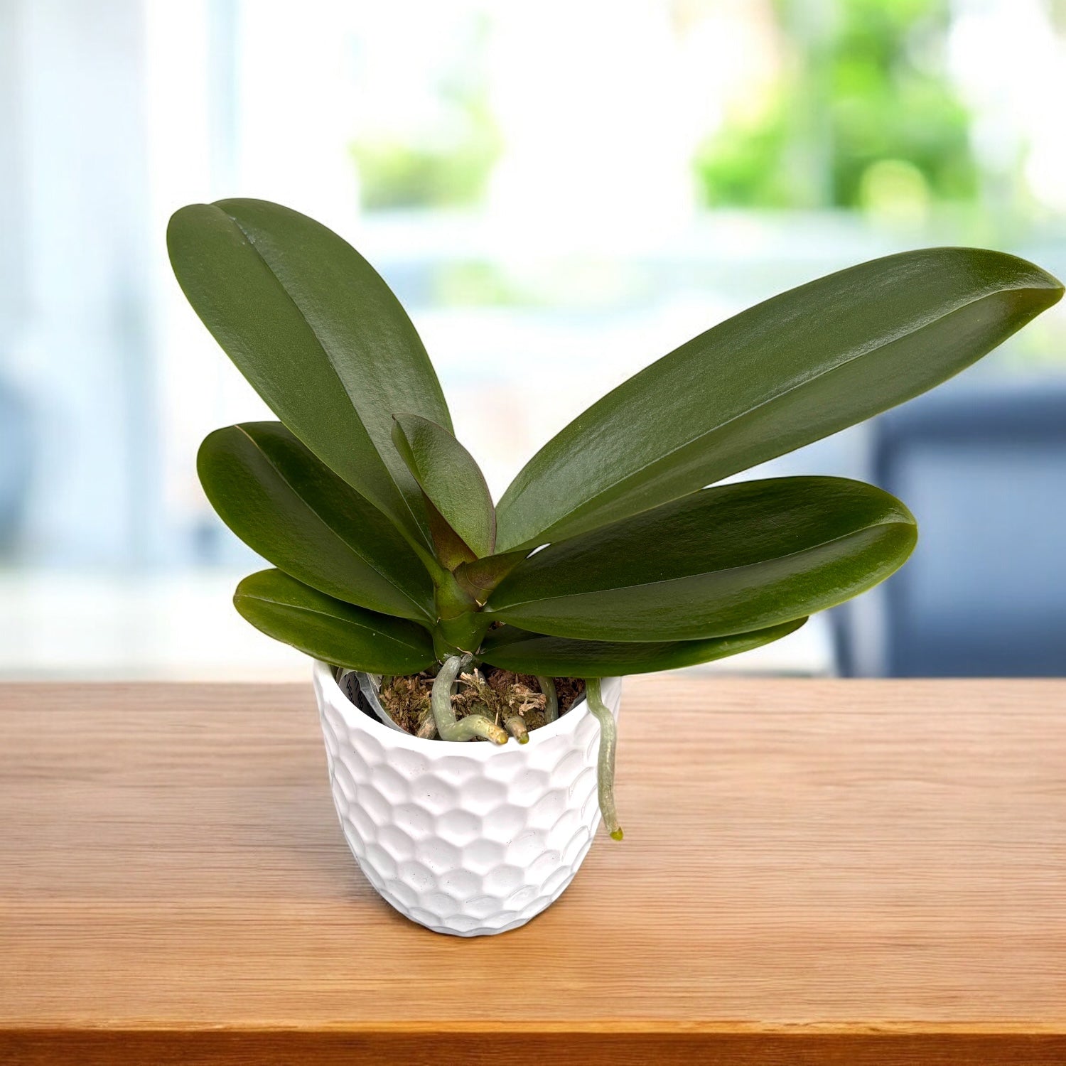 Phalaenopsis Good Times - Big Lip, flori XXL – Secret Garden Plant