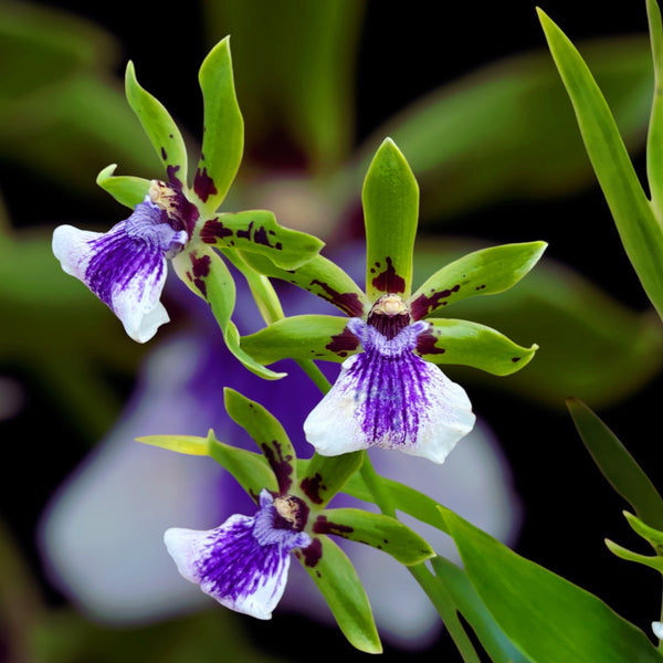 Zygopetalum 'Impasto Green' - fragrant