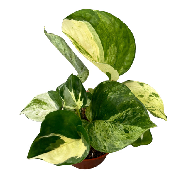 Epipremnum aureum 'Manjula' (Glückliches Blatt) 3-4 Pflanzen/Topf