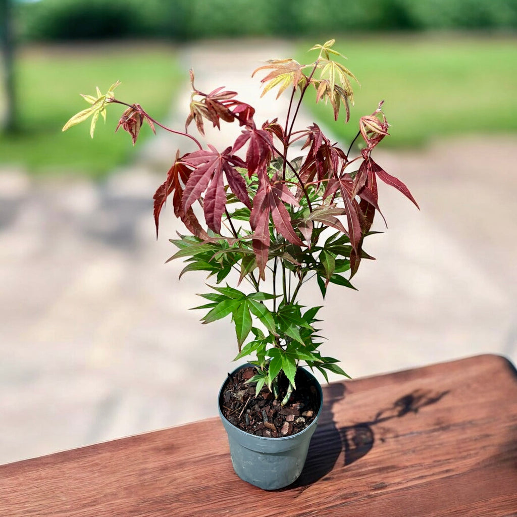 Acer palmatum 'Atropurpureum' (Roter Japanischer Ahorn)