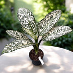 Dieffenbachia ‘White Etna’ - grote exemplaren