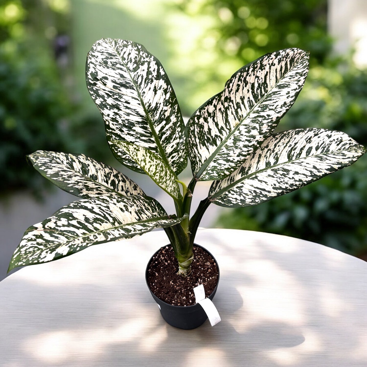 Dieffenbachia ‘White Etna’ - grote exemplaren