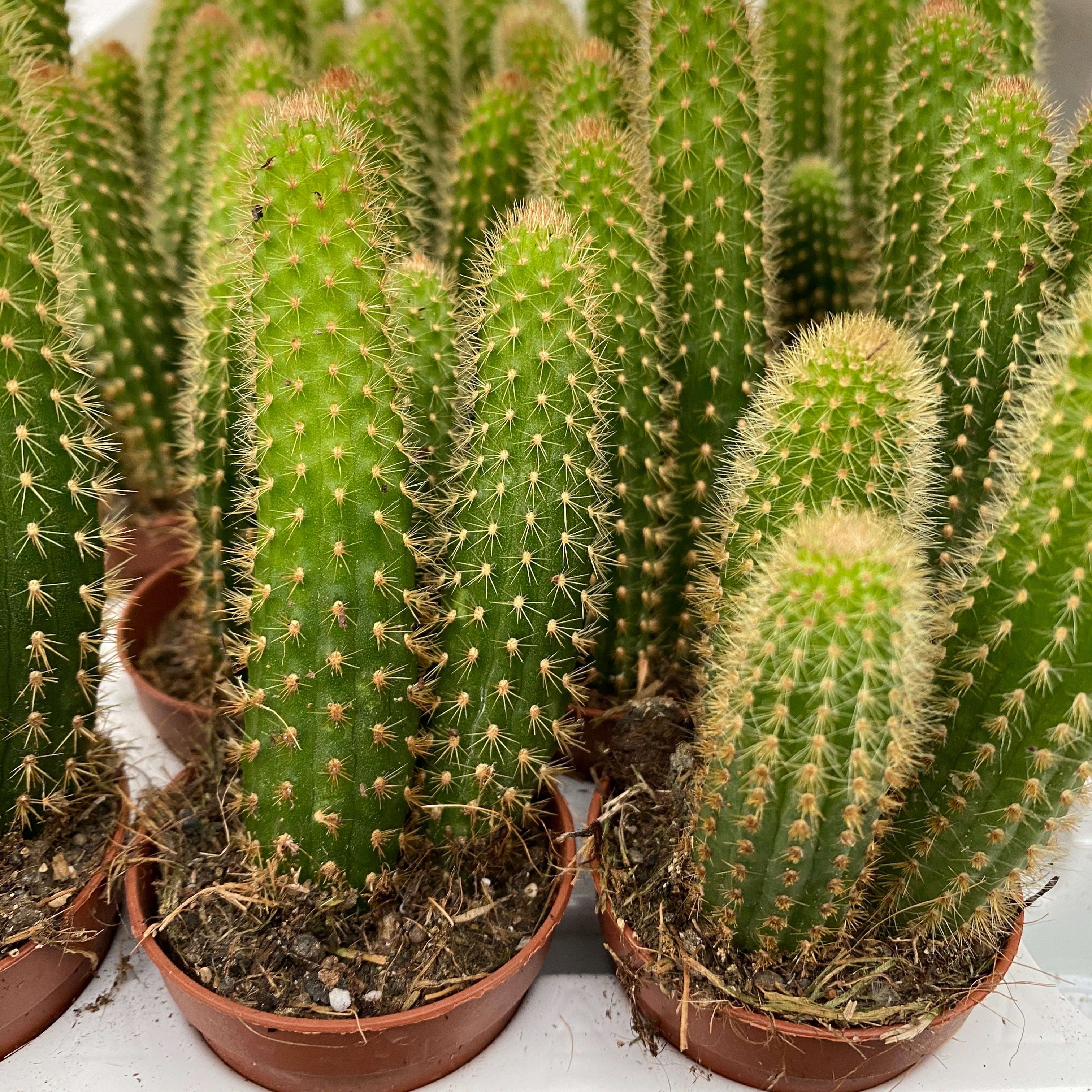 Cleistocactus winteri (Hildewintera aureispina - Monkey's Tail Cactus)