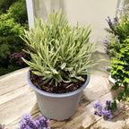 Лаванда вариегата - Lavandula angustifolia 'Platinum Blonde'