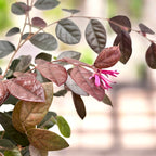 Loropetalum chinense ‘Fire Dance’ - arbust cu frunzis purpuriu si flori roz vibrante