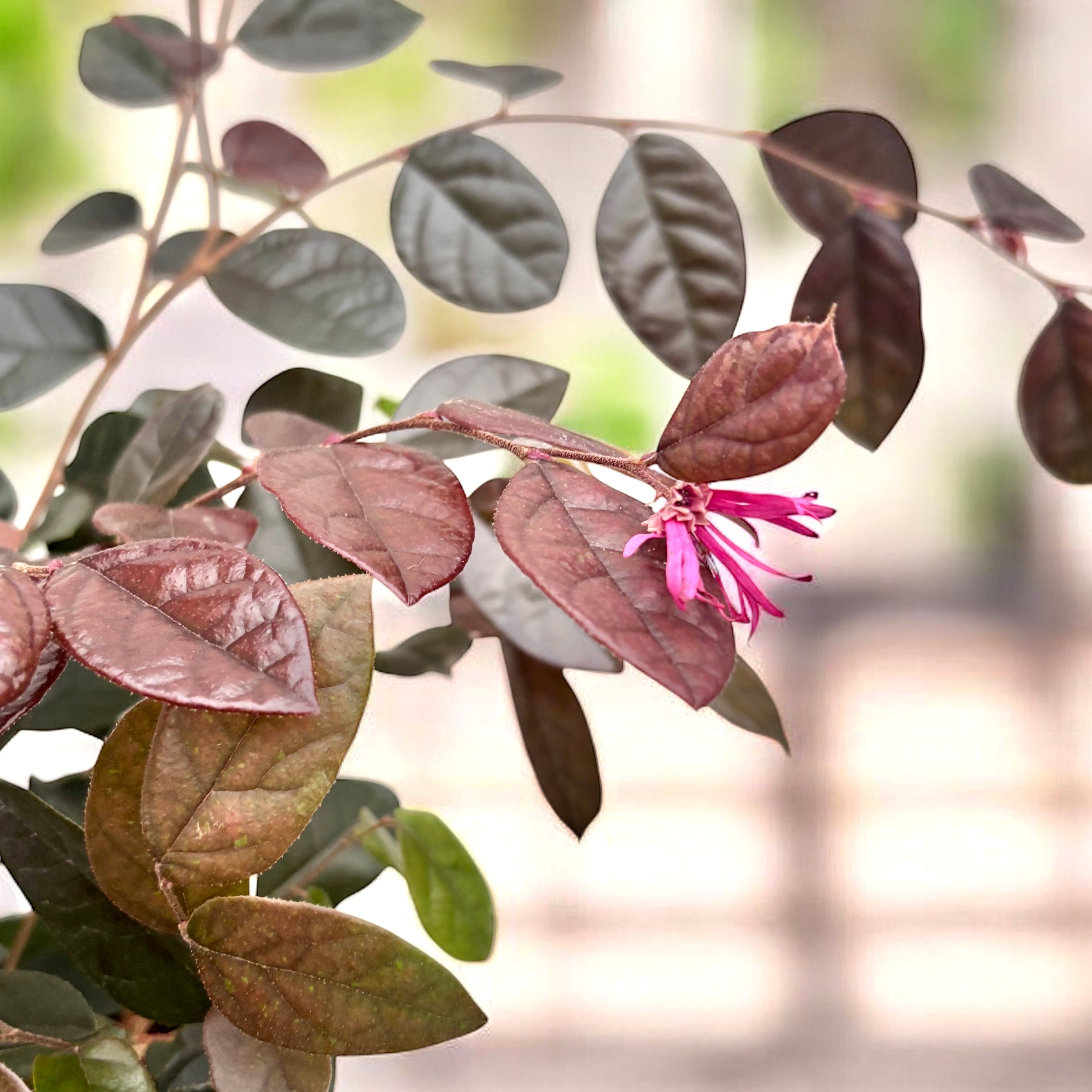 Loropetalum chinense ‘Fire Dance’ - arbust cu frunzis purpuriu si flori roz vibrante