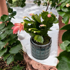 Schlumbergera ‘Thor Freya’ (Karácsonyi kaktusz) 2pp