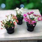 Lewisia 'Mountain Dreams' mix - rezistenta si deosebit de frumoasa