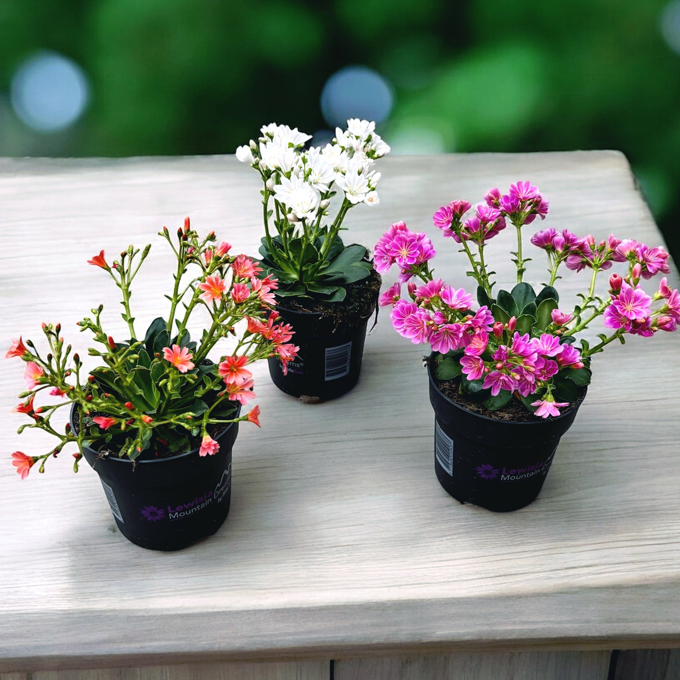 Lewisia 'Mountain Dreams' mix - rezistenta si deosebit de frumoasa