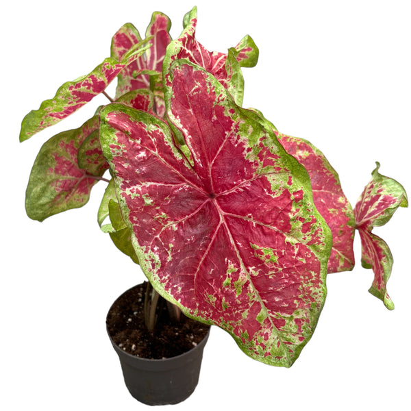 Caladium 'Raspberry Moon'