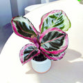 Calathea roseopicta ‘Surprise Star’ (Princess Jesse) - babyplant