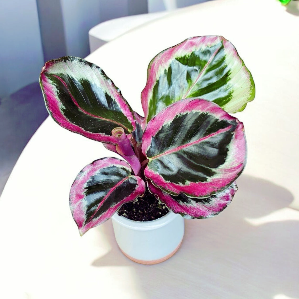 Calathea roseopicta ‘Surprise Star’ (Princess Jesse) - babyplant