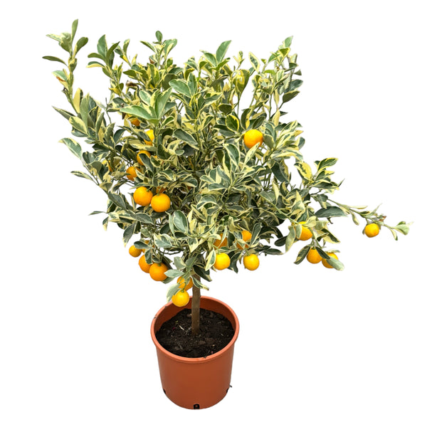 Citrus microcarpa 'Variegata' - Calamondin cu frunze si fructe variegate
