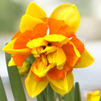 Narcissus ‘Suncatcher’ – narcisa dubla, galben cu centru portocaliu