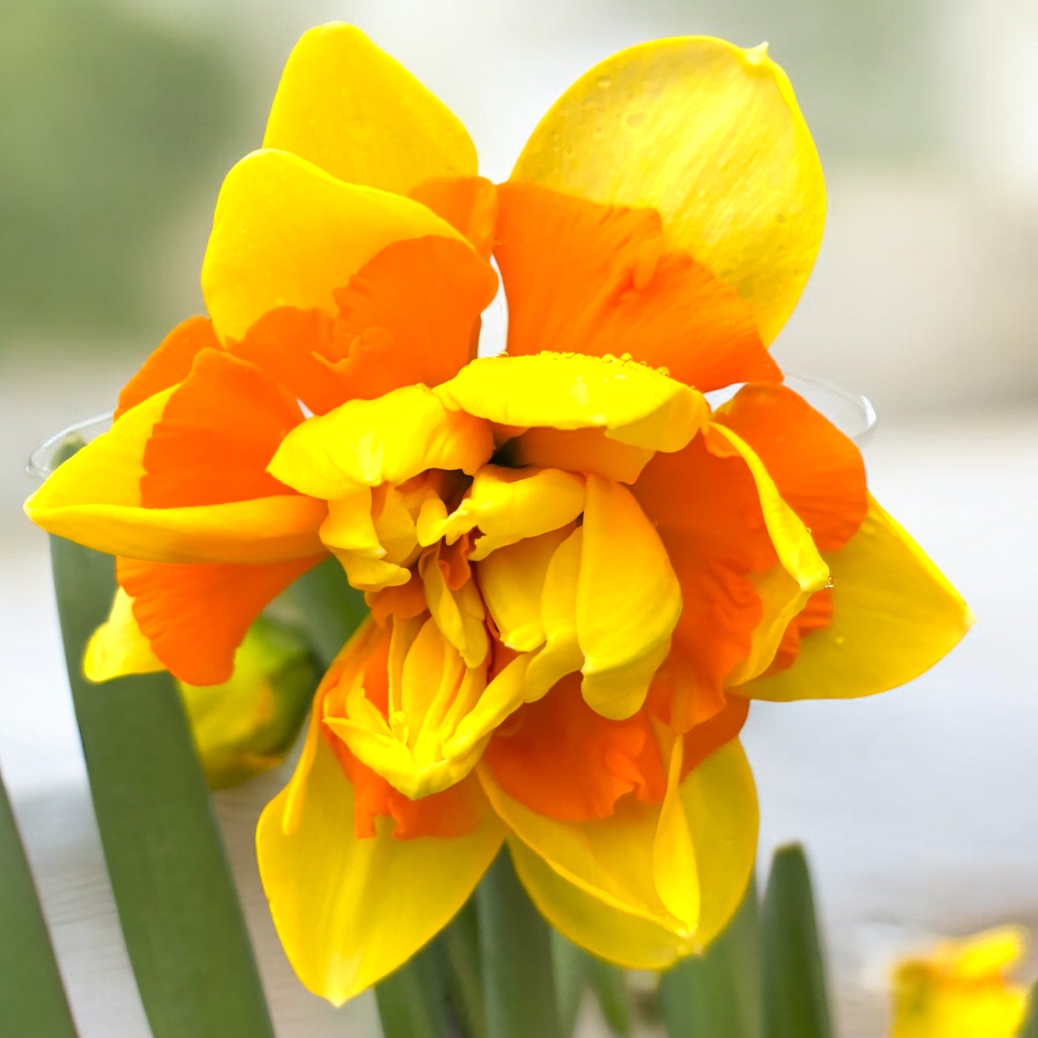 Narcissus ‘Suncatcher’ – narcisa dubla, galben cu centru portocaliu