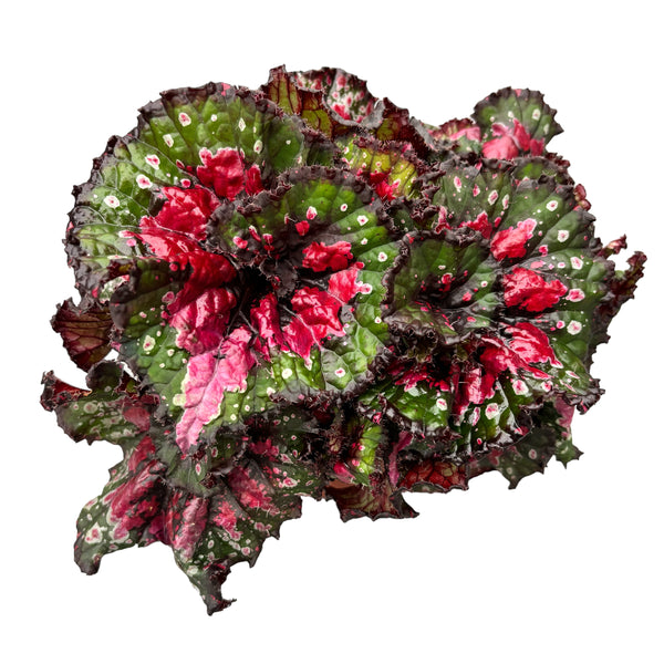 Begonia blad Magic Colours 'Macarena'