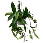 Hoya pubicalyx - XL Exemplare