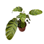 Calathea ‘Misto’