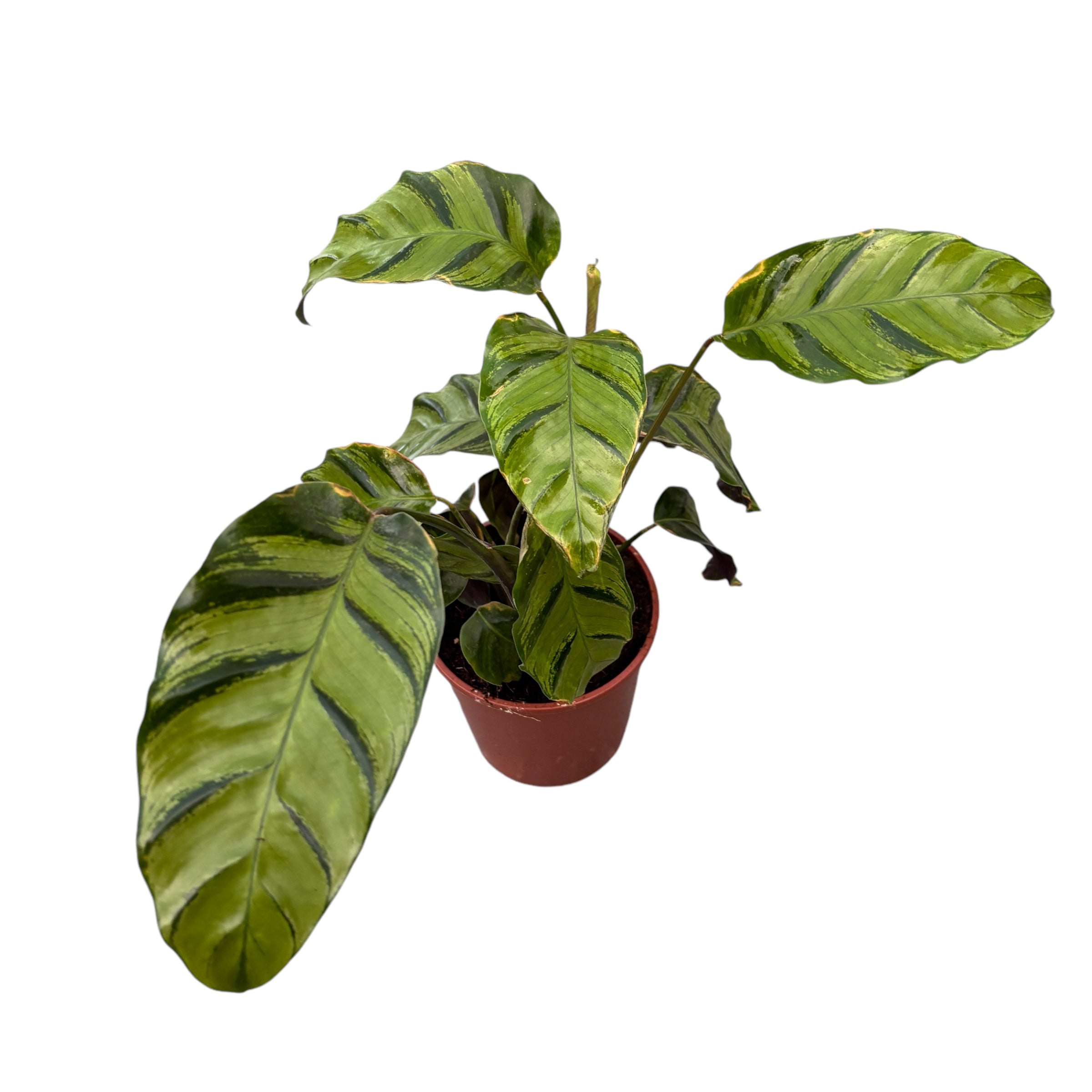 Calathea ‘Misto’