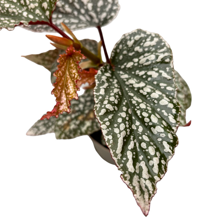 Begonia Maculata 'Fabulous Tom' (Polka Dot Begonia)