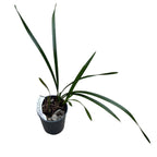 Cymbidium Sweet Wine (Cymbidium 'No.17') (peloric)