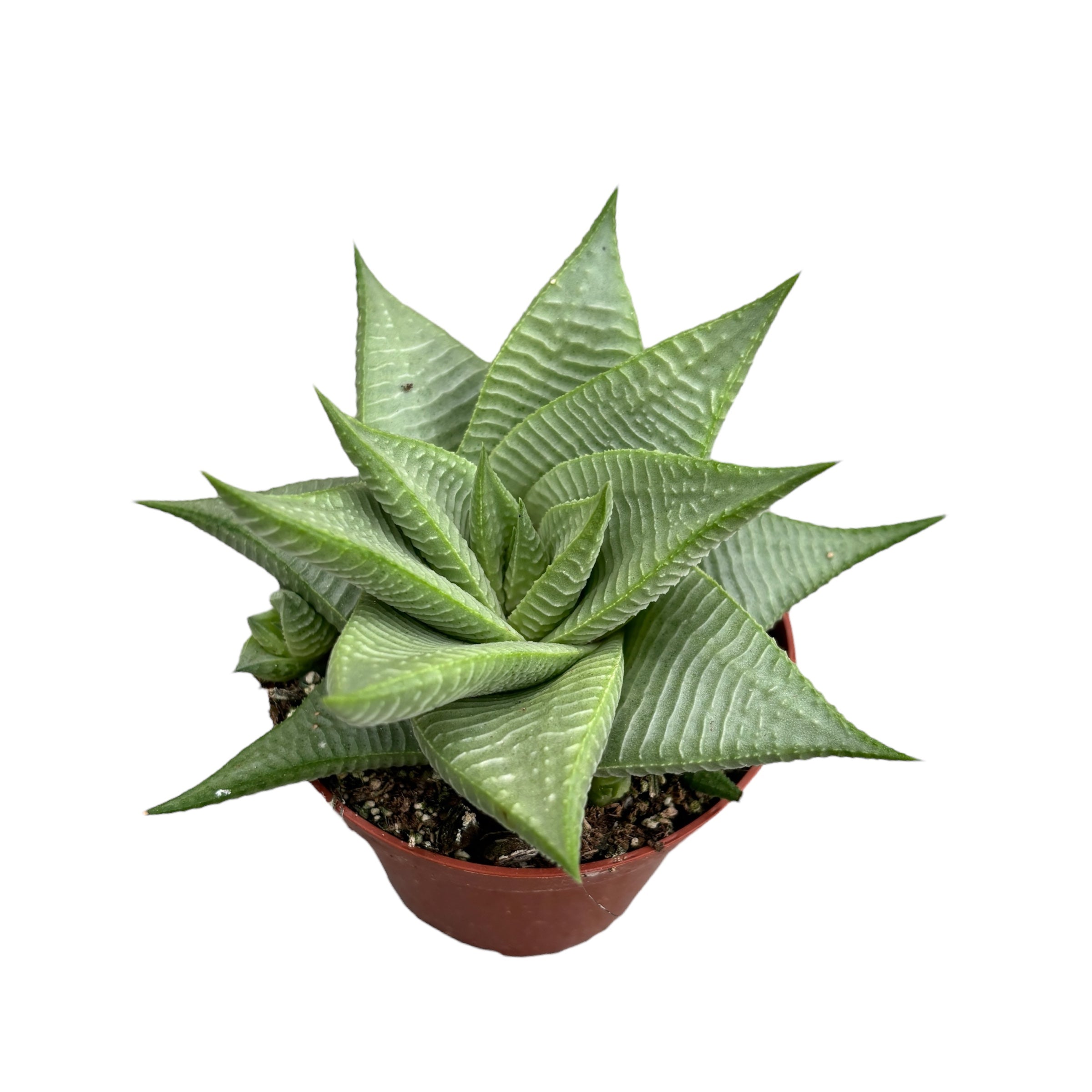 Haworthia Limifolia Roux