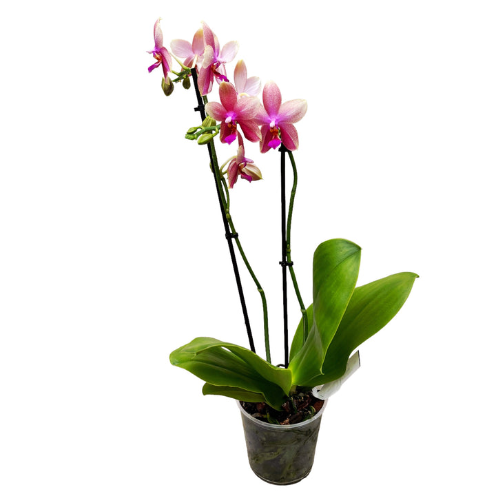 Phalaenopsis Sweet Memory Liodoro - flori intens parfumate