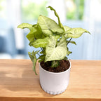 Syngonium 'White Butterfly' D12