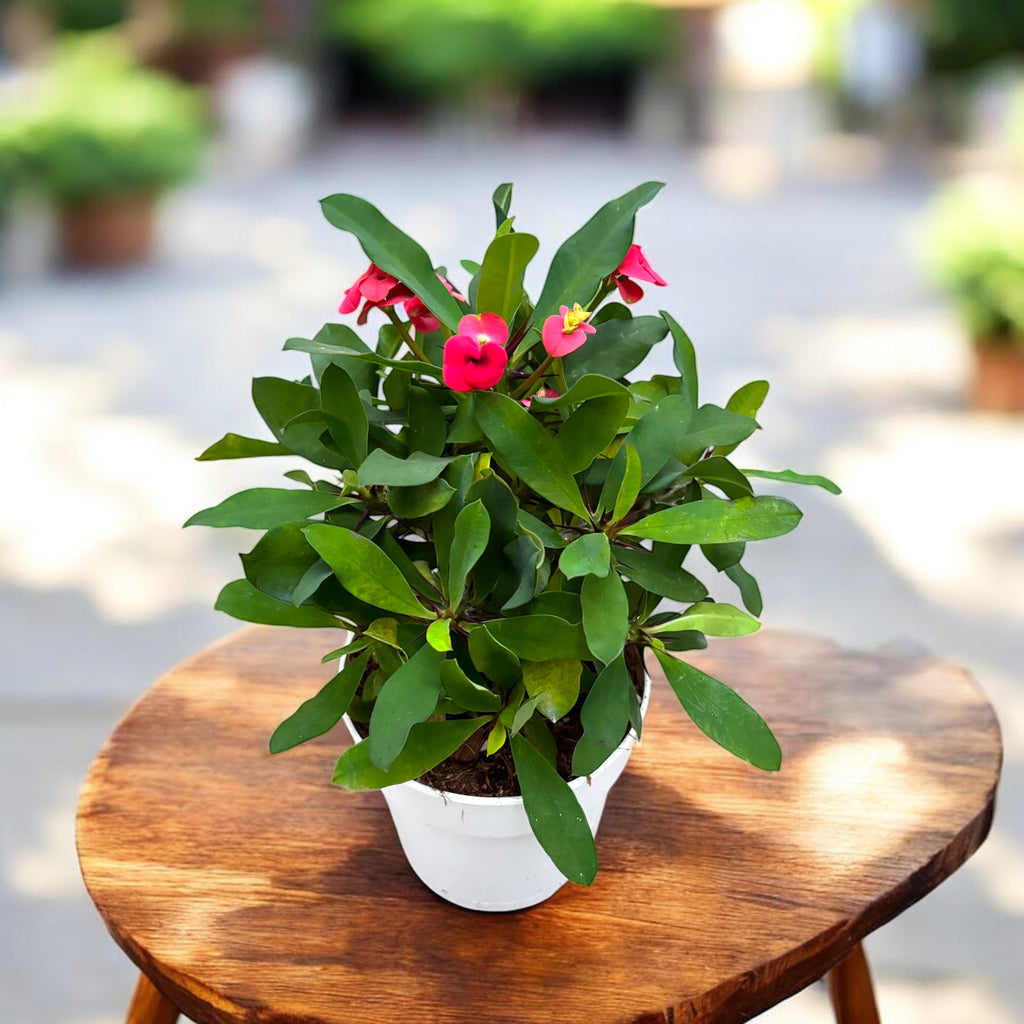 Euphorbia (Groupe Milii) ‘Vulcanus’ - couronne d'épines aux fleurs rouge intense