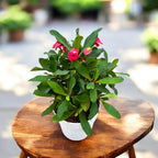 Euphorbia (Milii Grp) ‘Vulcanus’ - coroana de spini cu flori rosu intens