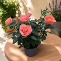 Rosa 'Souvenir' (Grande Kordana) - trandafir pitic cu flori mari somon-roz