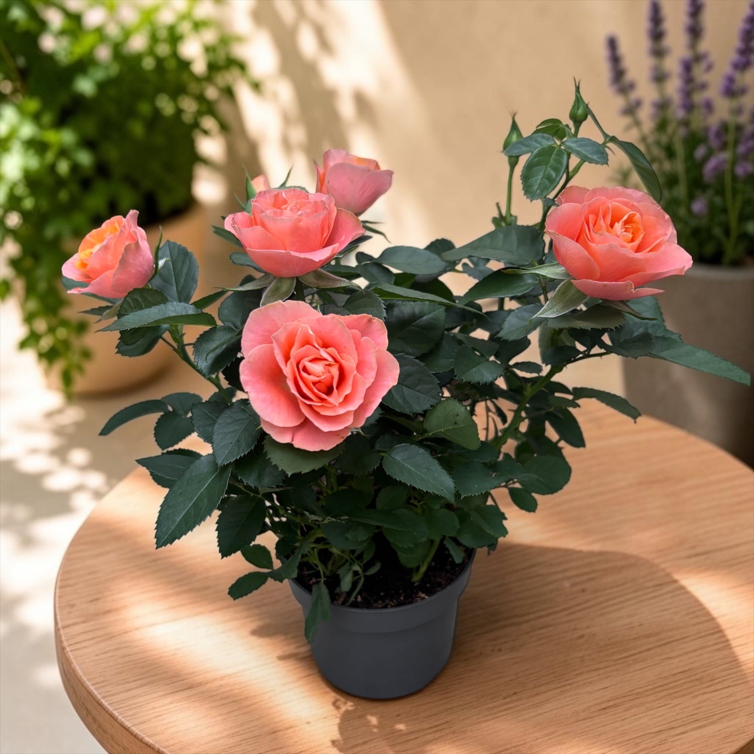 Rosa 'Souvenir' (Grande Kordana) - trandafir pitic cu flori mari somon-roz
