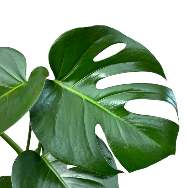 Monstera deliciosa (Swiss cheese plant) 3pp