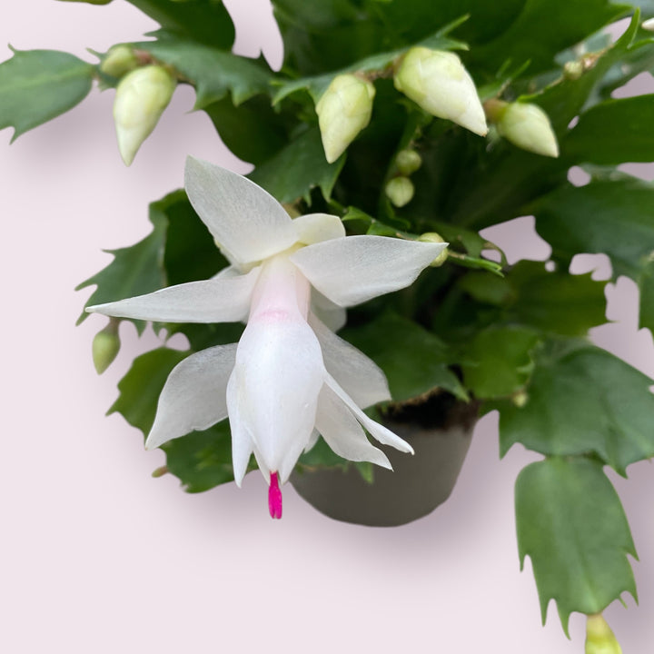 Schlumbergera ‘Cecilie’ (Craciunita alba)