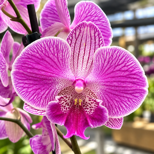 Phalaenopsis lmanion (Royal Smile) big lip