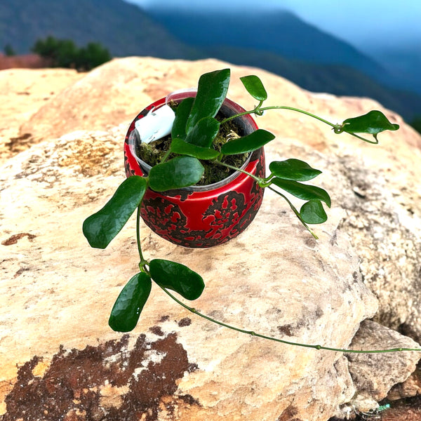 Hoya rotundiflora (square leaf hoya)