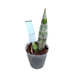 Clowesetum Emerald Rosee parfumat