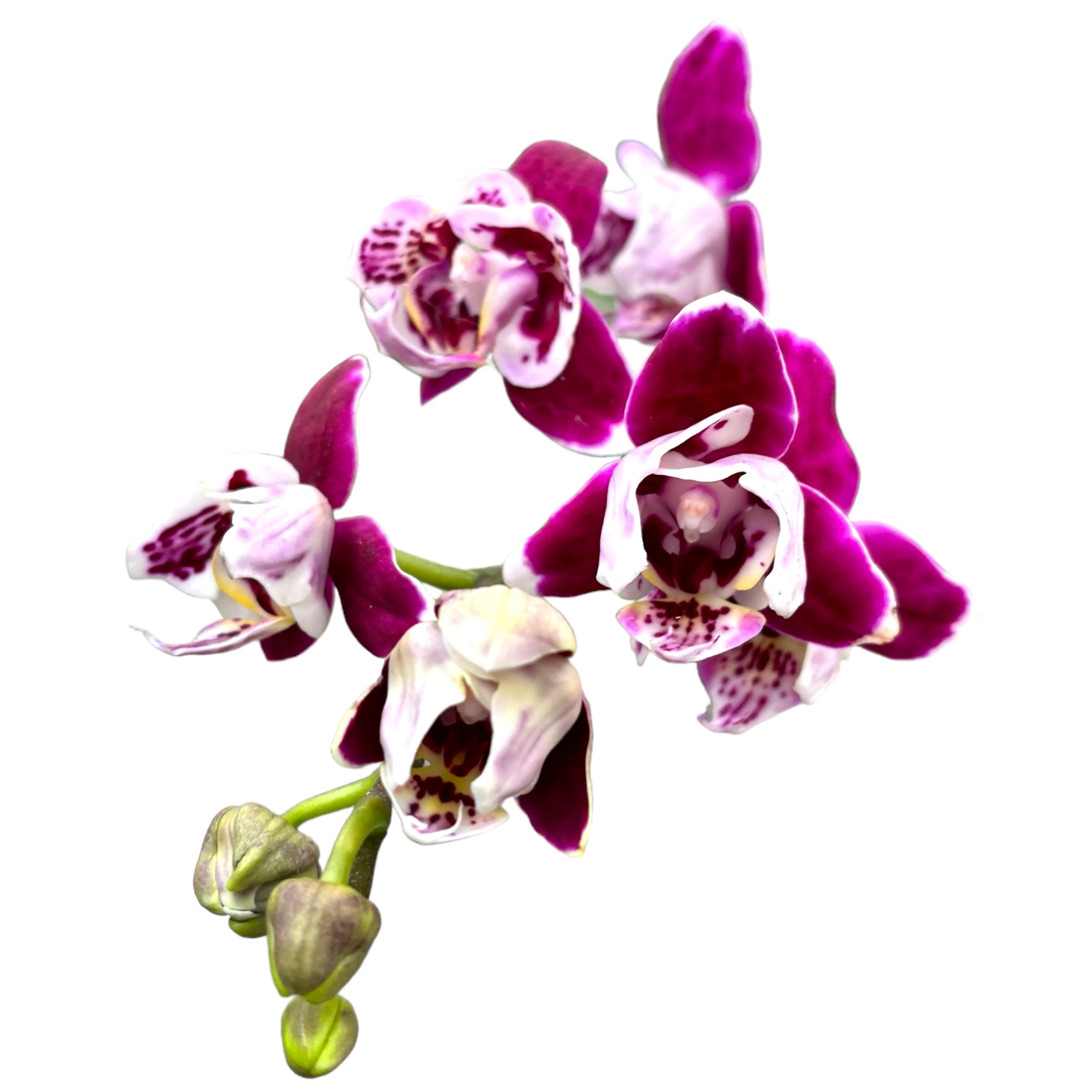 Phalaenopsis Miki Violet pelorica 3lips