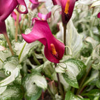 Cale Zantedeschia 'Frozen Queen'