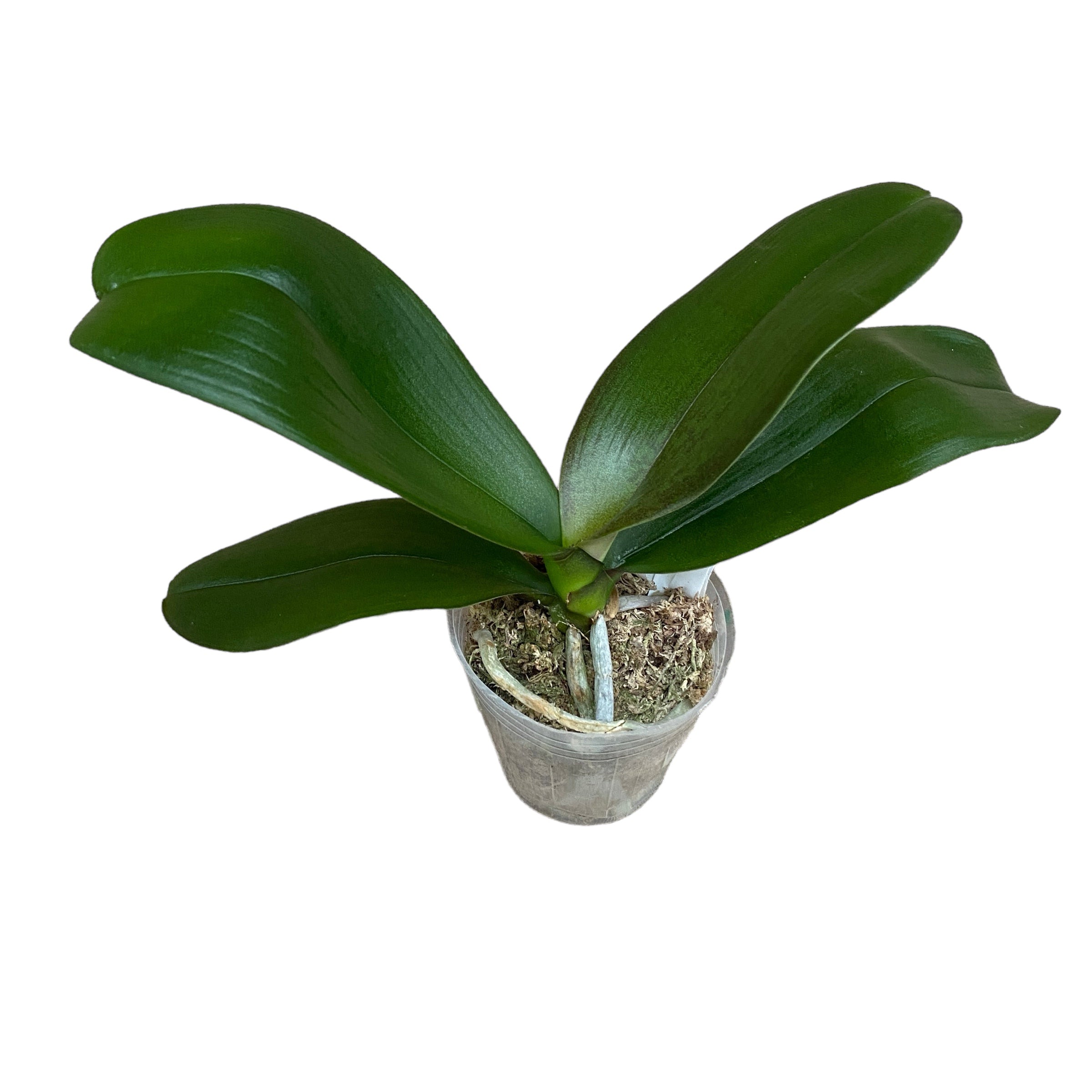 Phal. Hsinying Leopard × Tying Shin Golden Rose