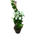 Bougainvillea 'White' - bílá papírová květina D15 (2 rostliny/květináč)