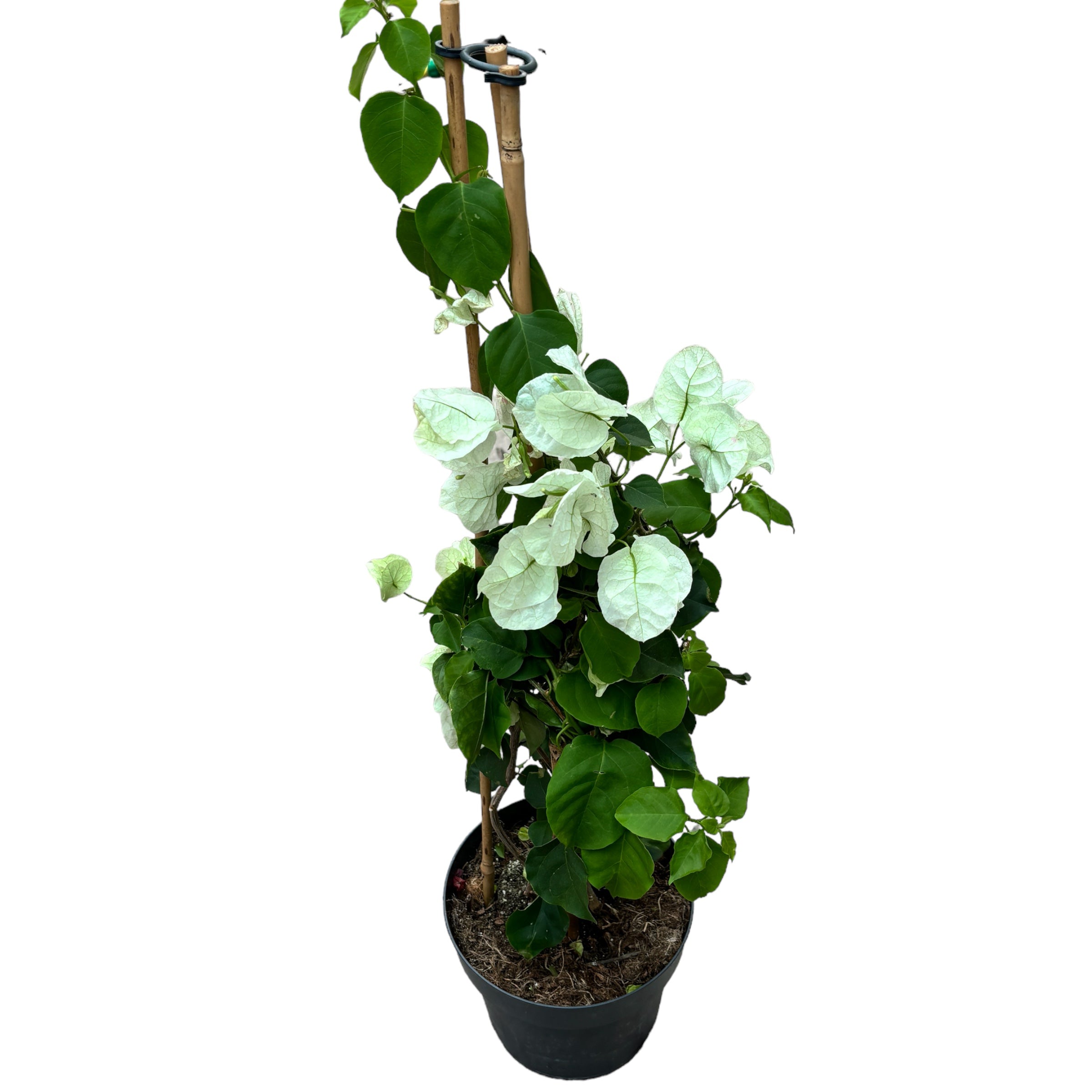 Bougainvillea 'White' - floarea de hartie alba D15 (2 plante/ghiveci)