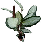 Calathea picturata Argentea K65cm