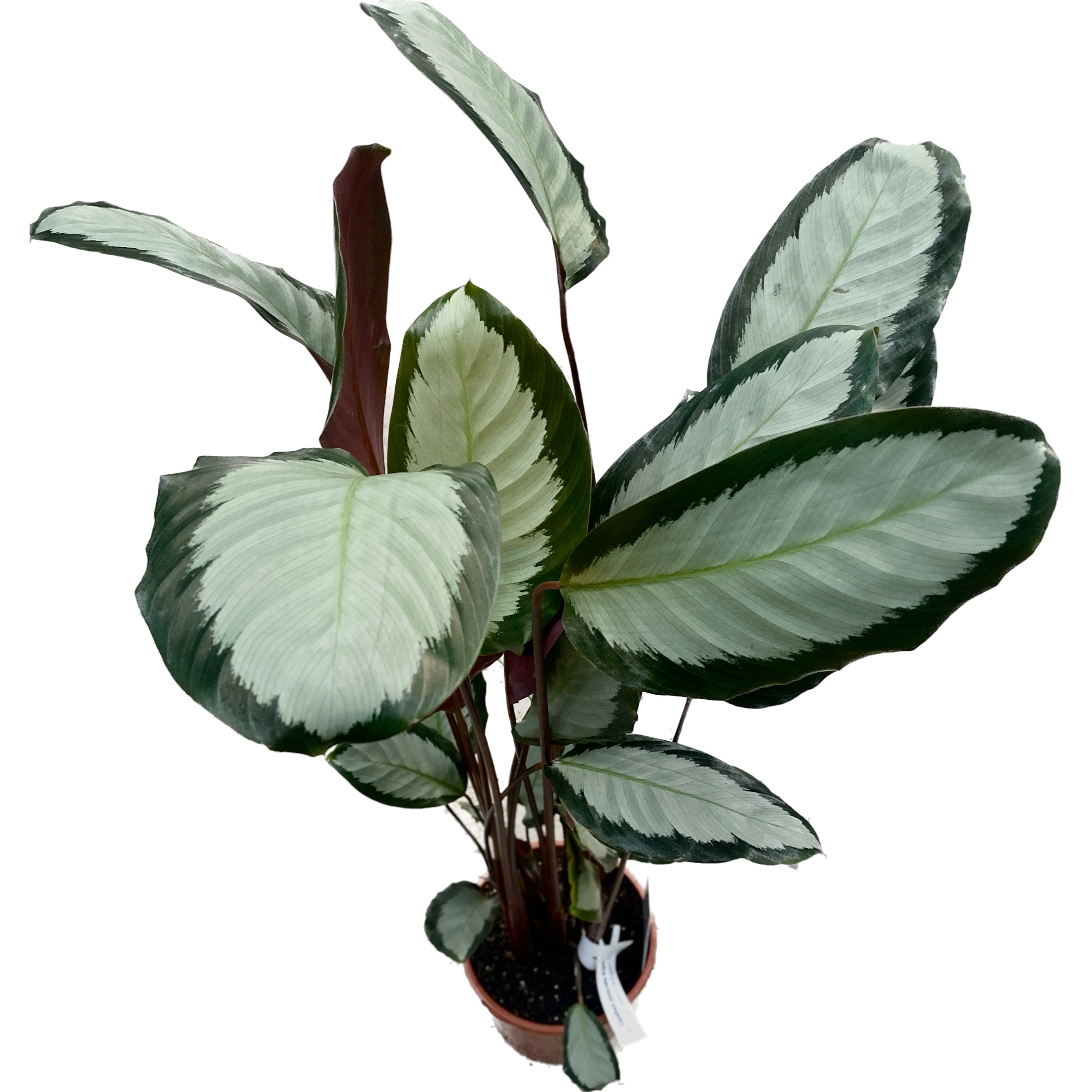 Calathea picturata Argentea H65cm