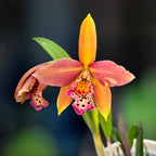 Rby. Copper Queen 'H&R'