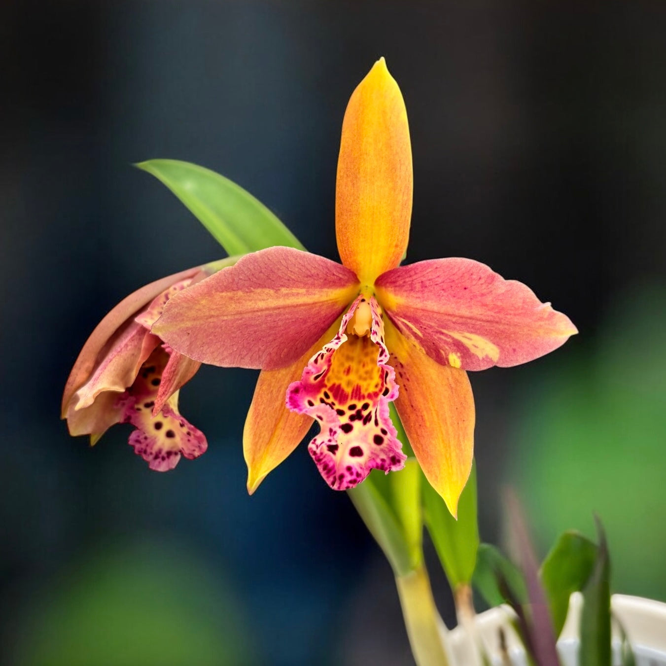 Rby. Copper Queen 'H&R'