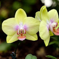 Phalaenopsis Yellow (multiflora)