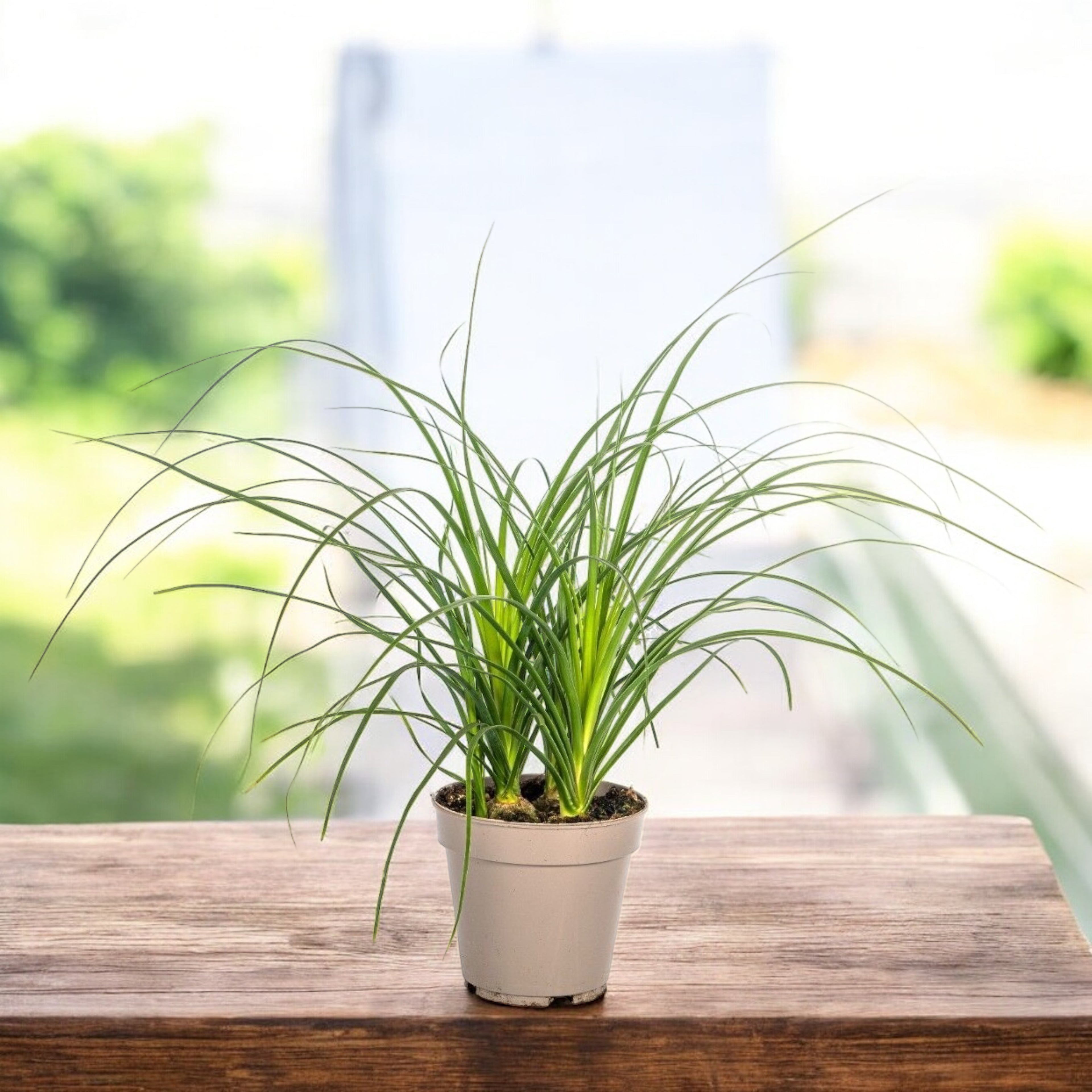 Nolina (Beaucarnea recurvata) - Picior de Elefant