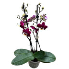 Phalaenopsis « Limited #142 »